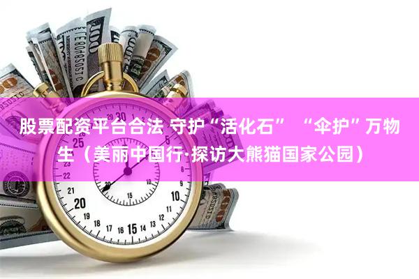 股票配资平台合法 守护“活化石”  “伞护”万物生（美丽中国行·探访大熊猫国家公园）